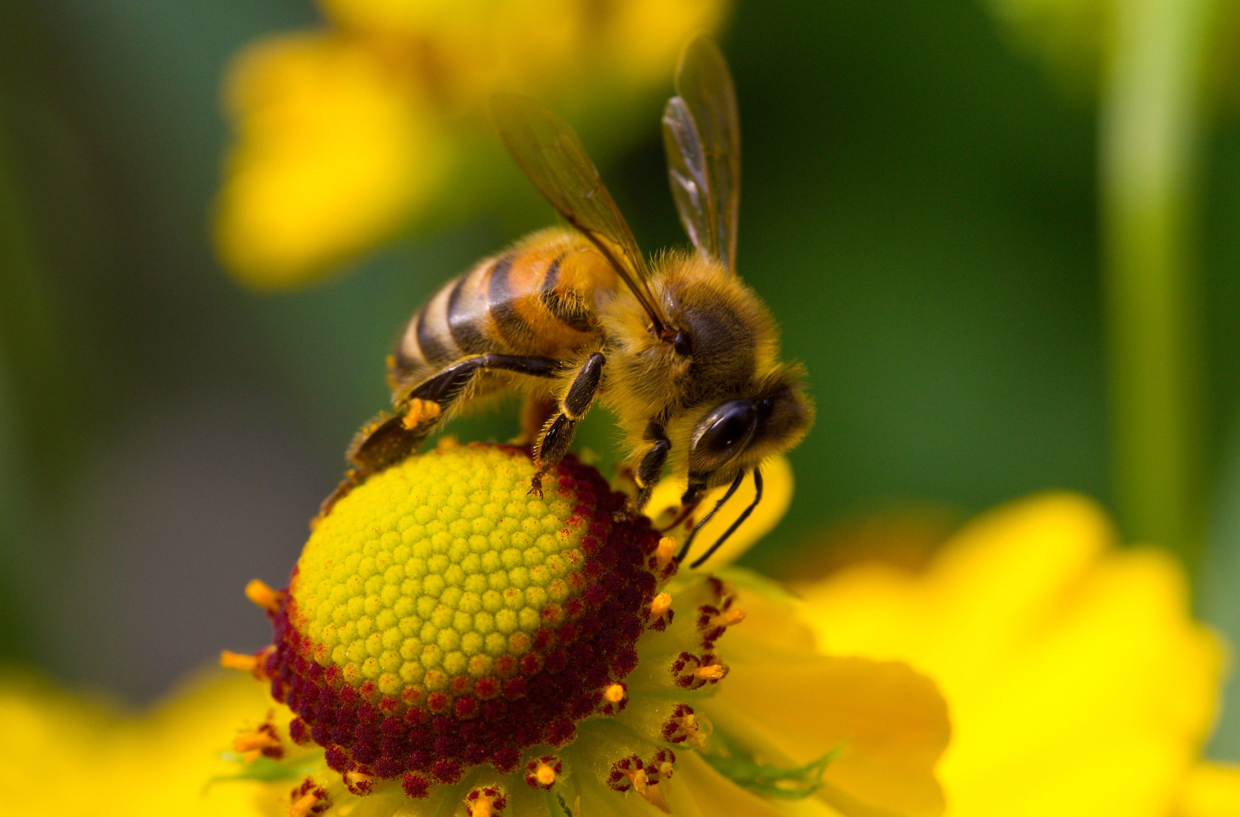 All About Bee Pollen Benefits